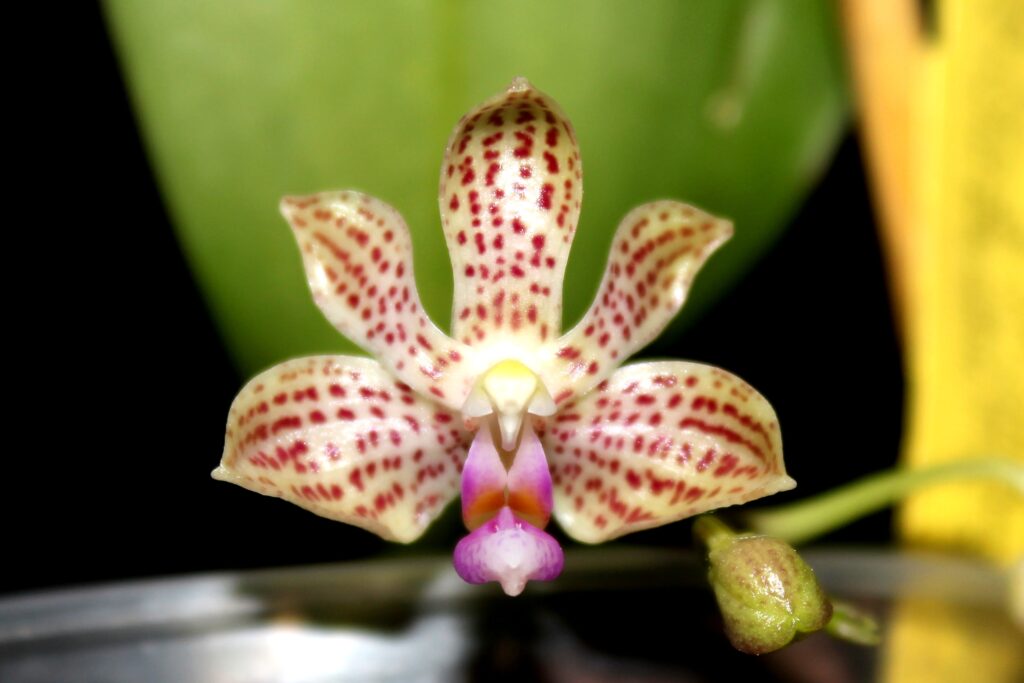 Phalaenopsis Java Mini 01