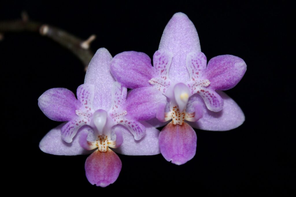 Phalaenopsis equestris 01