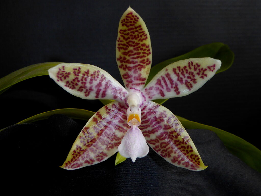 Phalaenopsis hieroglyphica 01