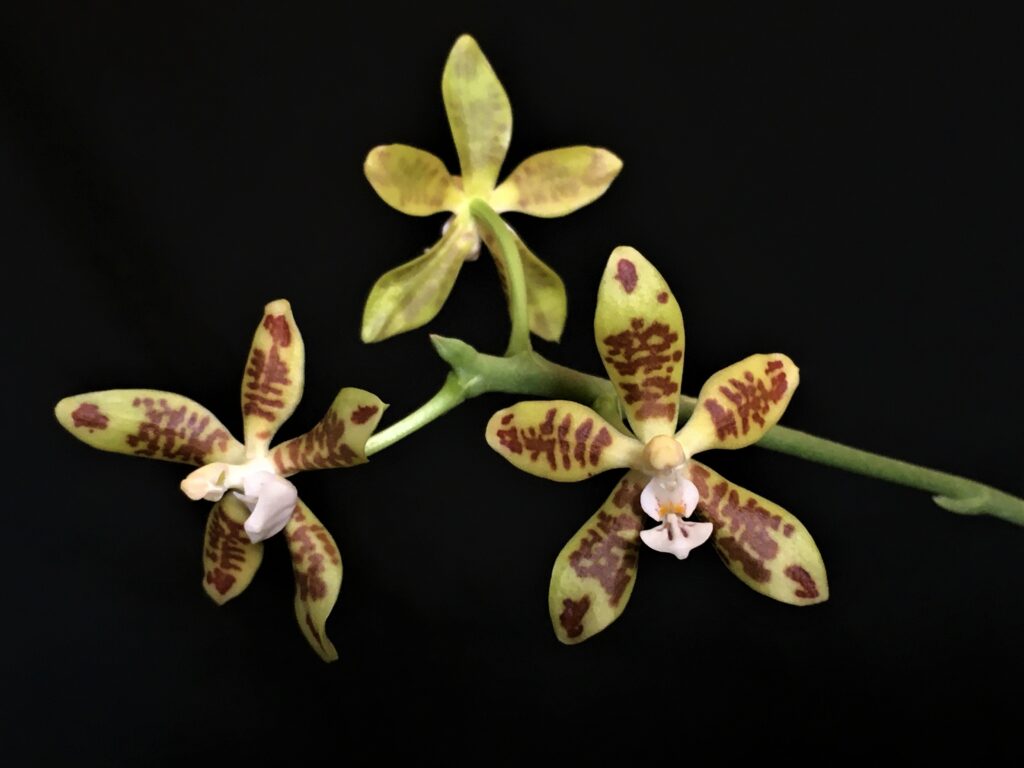 Phalaenopsis viridis 01