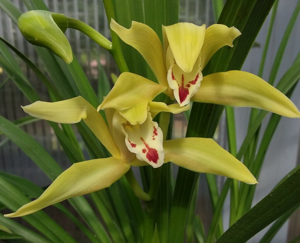 Cymbidium Changningense