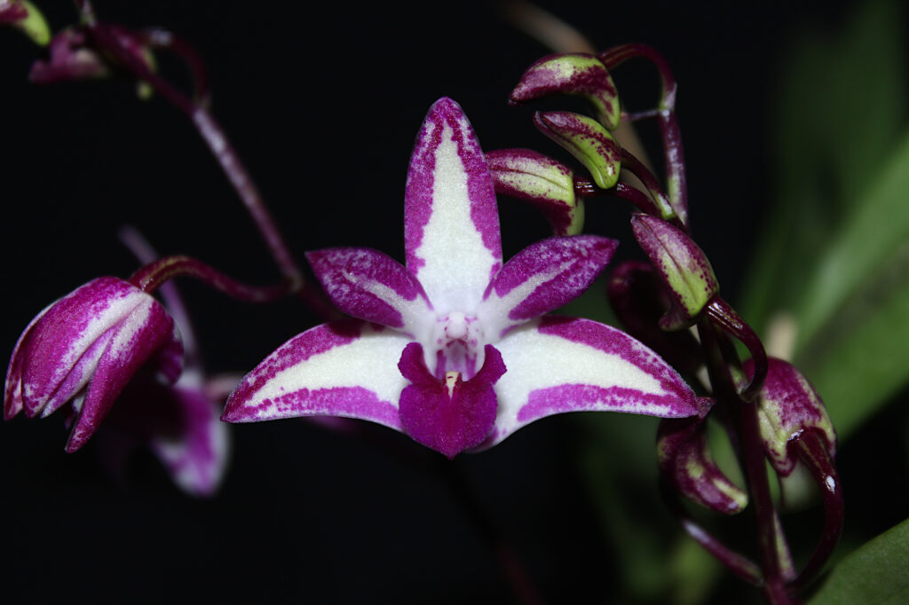 Dendrobium King Zip