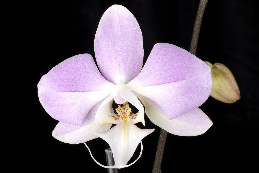 phalaenopsis alcicornis01