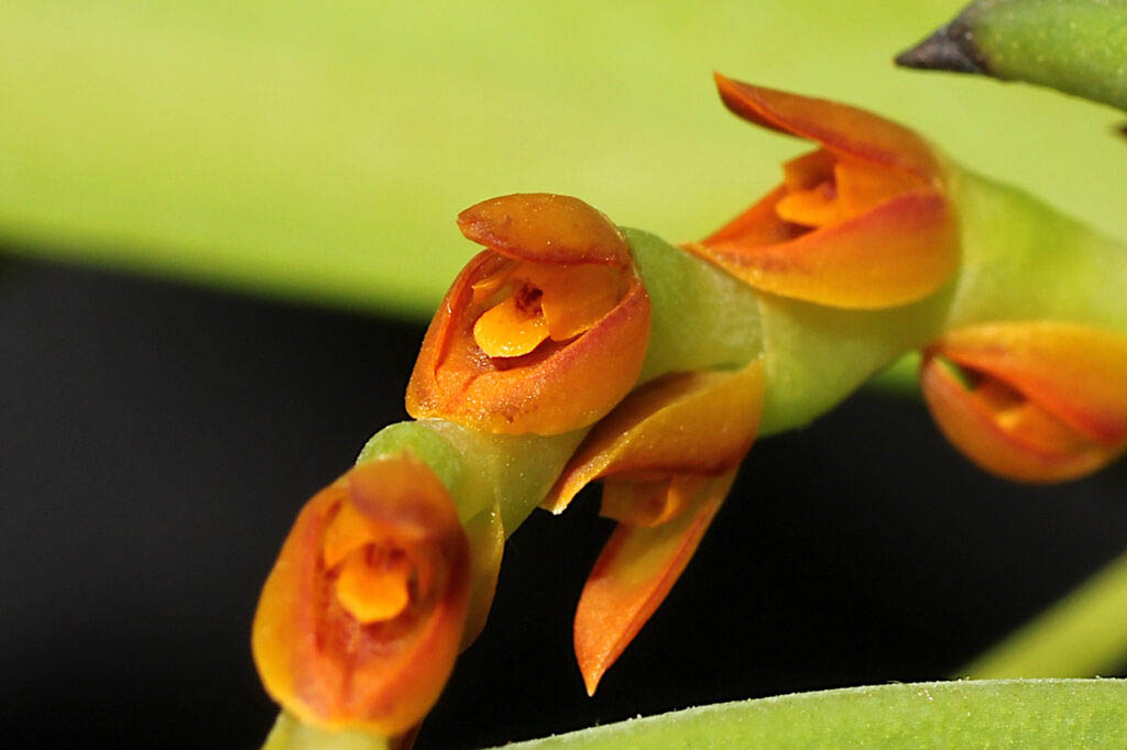 Acianthera ochreata