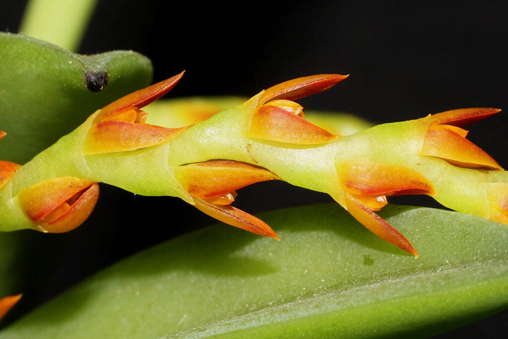 Acianthera ochreata