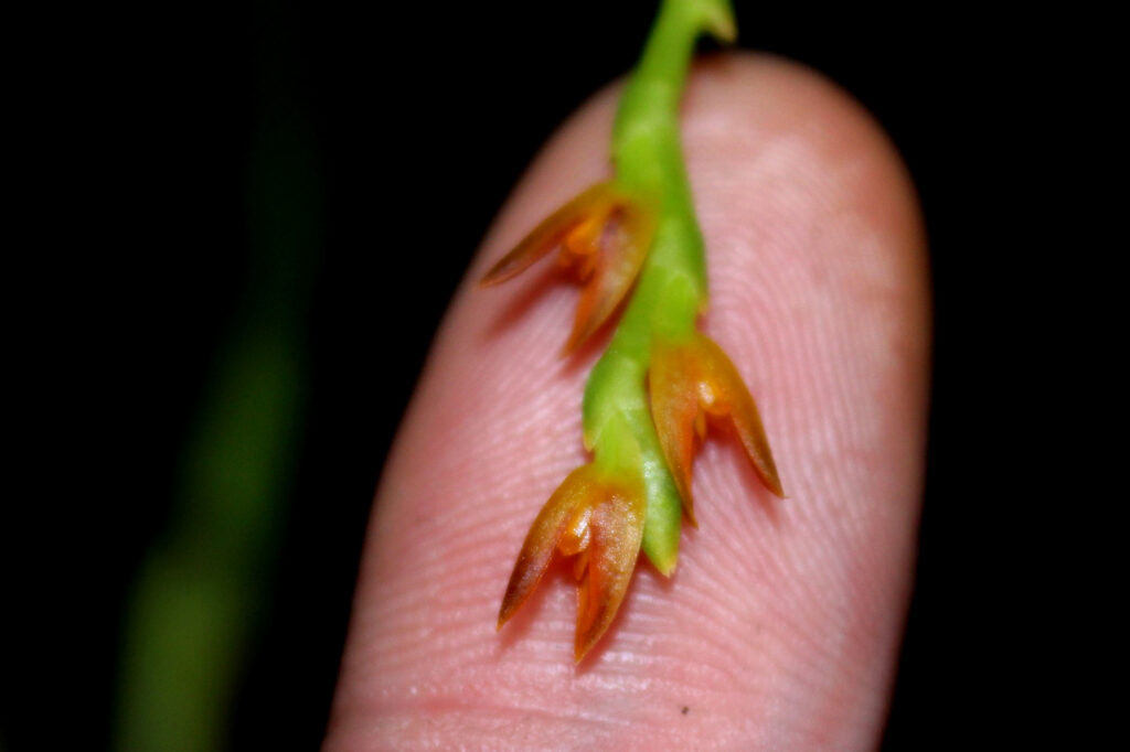 Acianthera ochreata