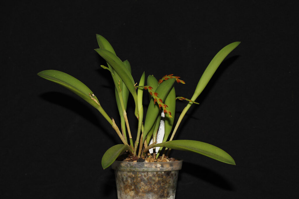 Acianthera ochreata