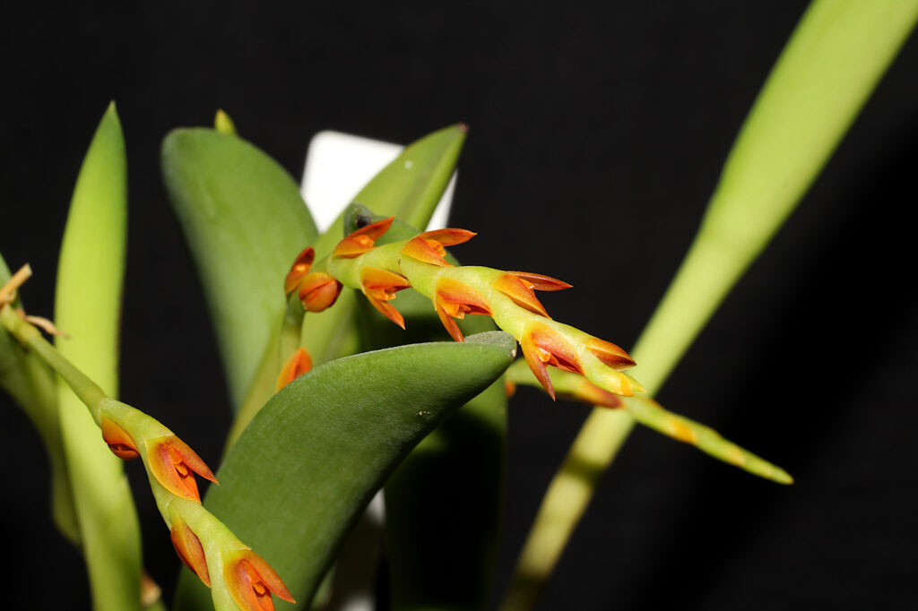 Acianthera ochreata