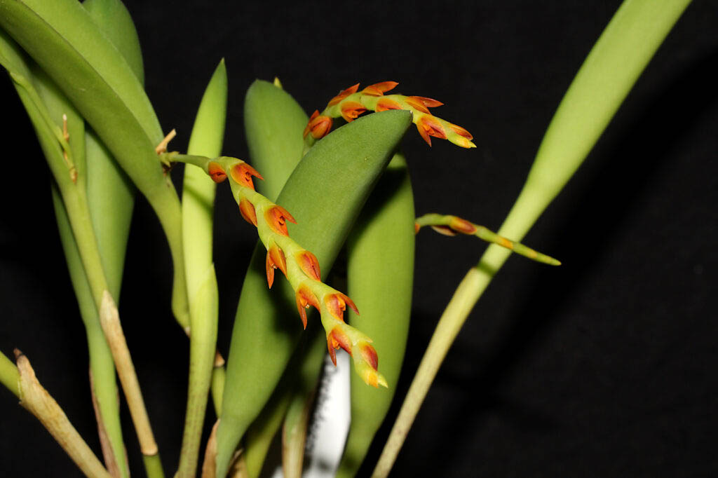 Acianthera ochreata