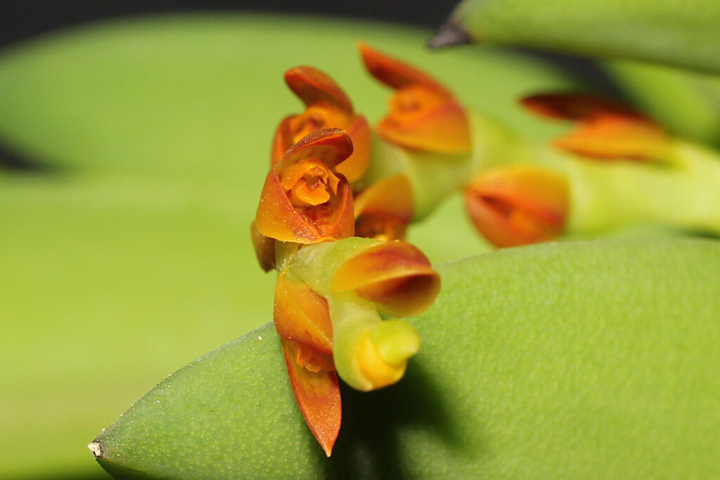 Acianthera ochreata