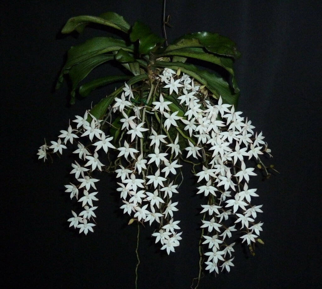 Aerangis biloba 'White Dream'