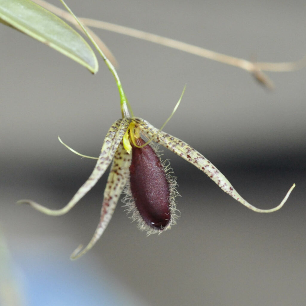 Andreettaea megalops