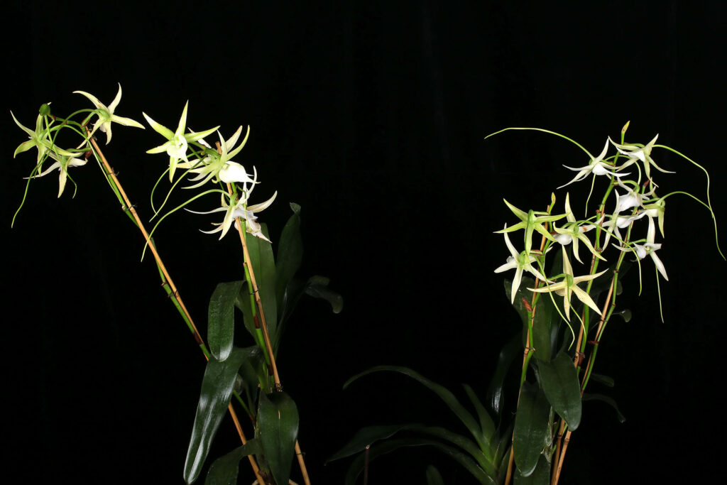 Angraecum Veitchii 'Wössen'