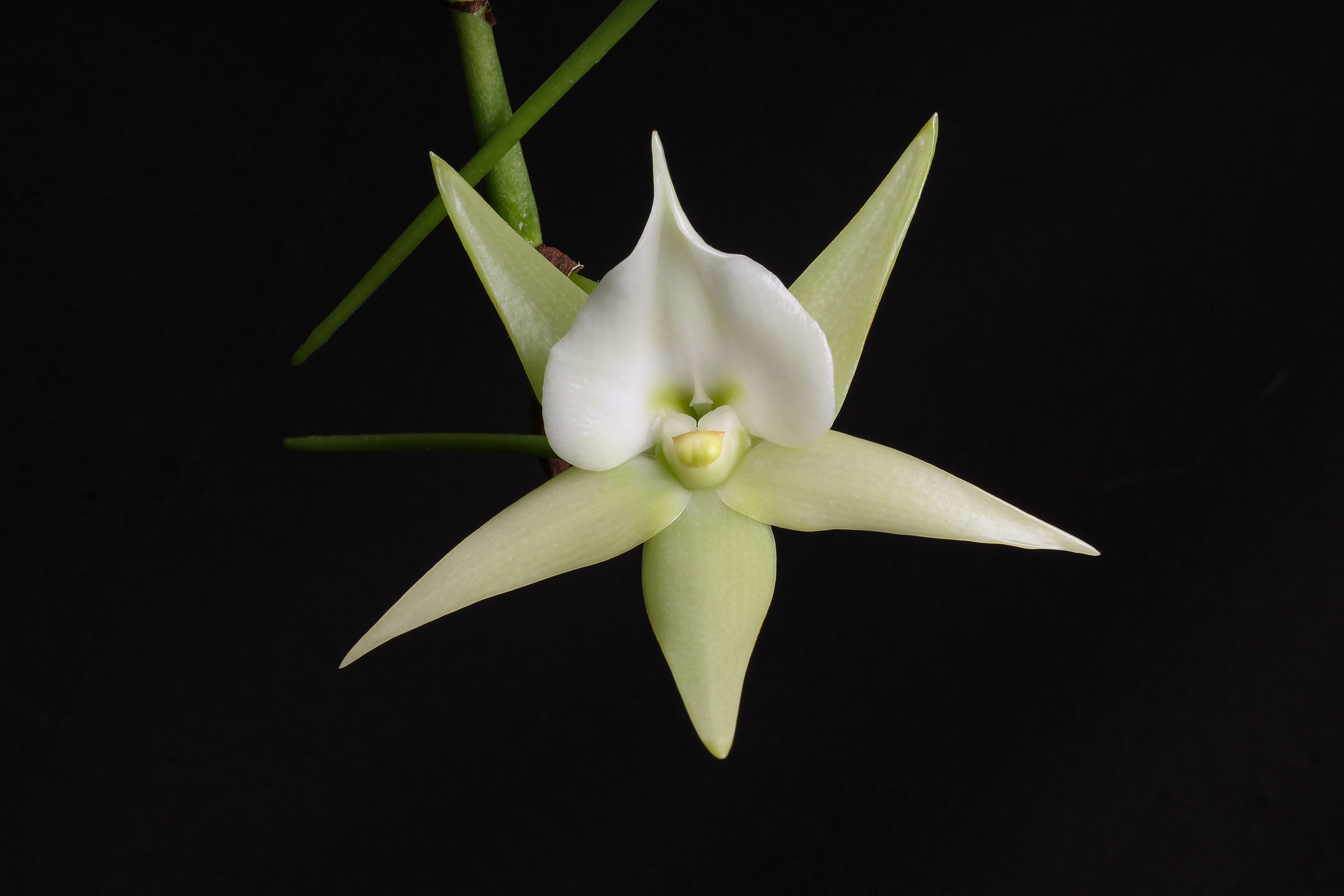 Angraecum Veitchii