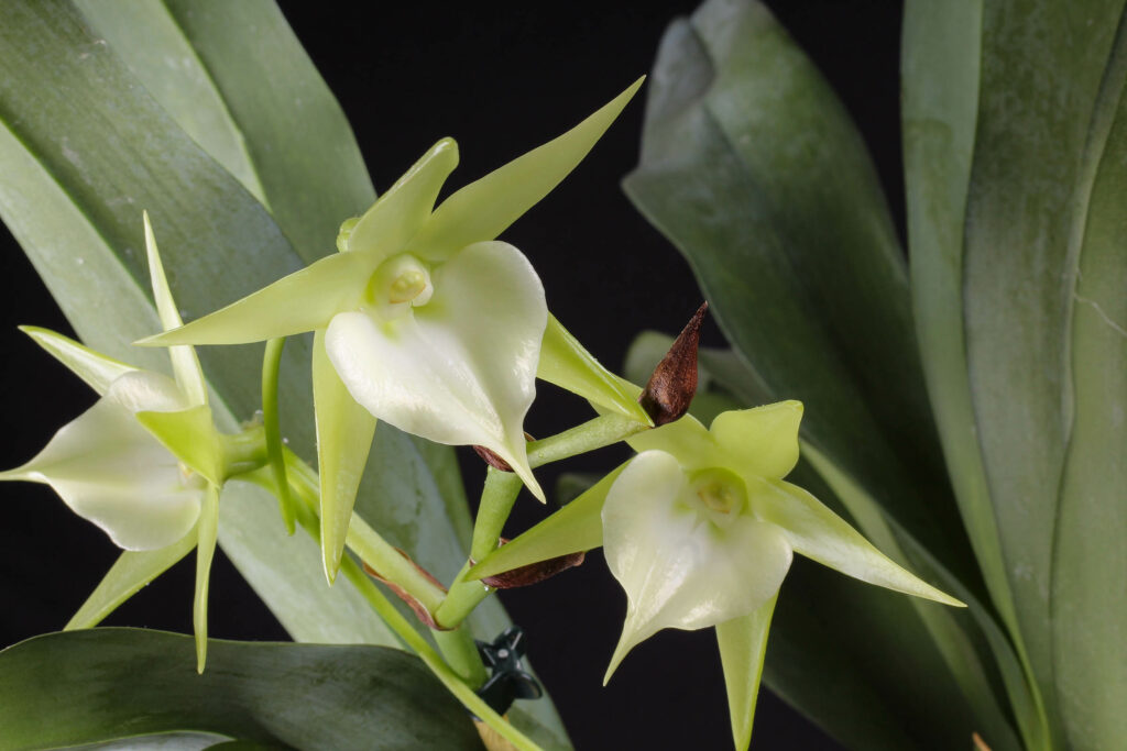 Angraecum Veitchii