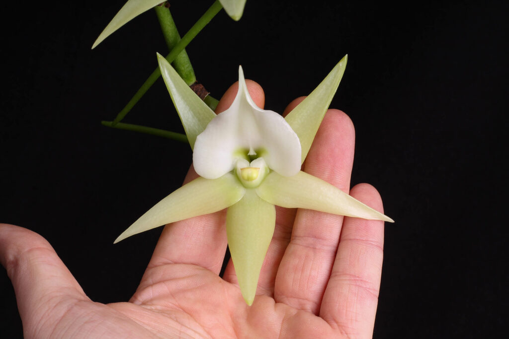 Angraecum Veitchii