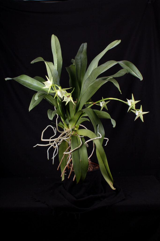 Angraecum Veitchii