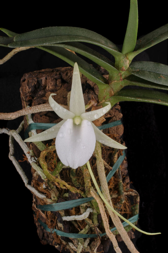 Angraecum didieri