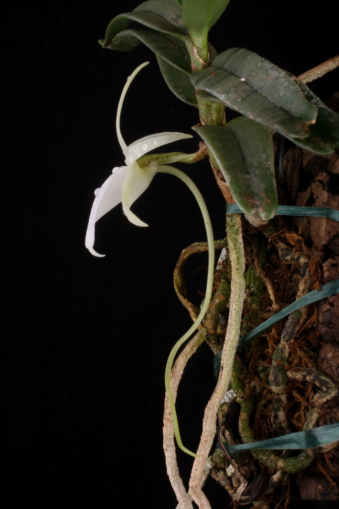 Angraecum didieri