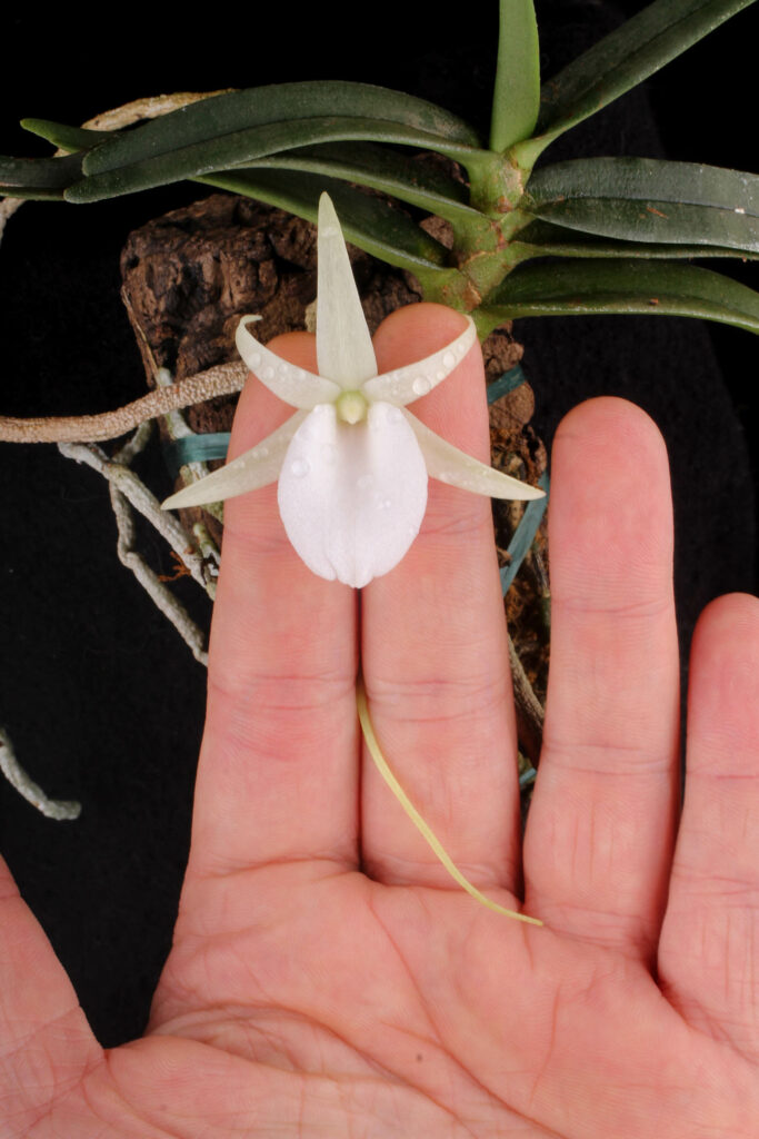 Angraecum didieri