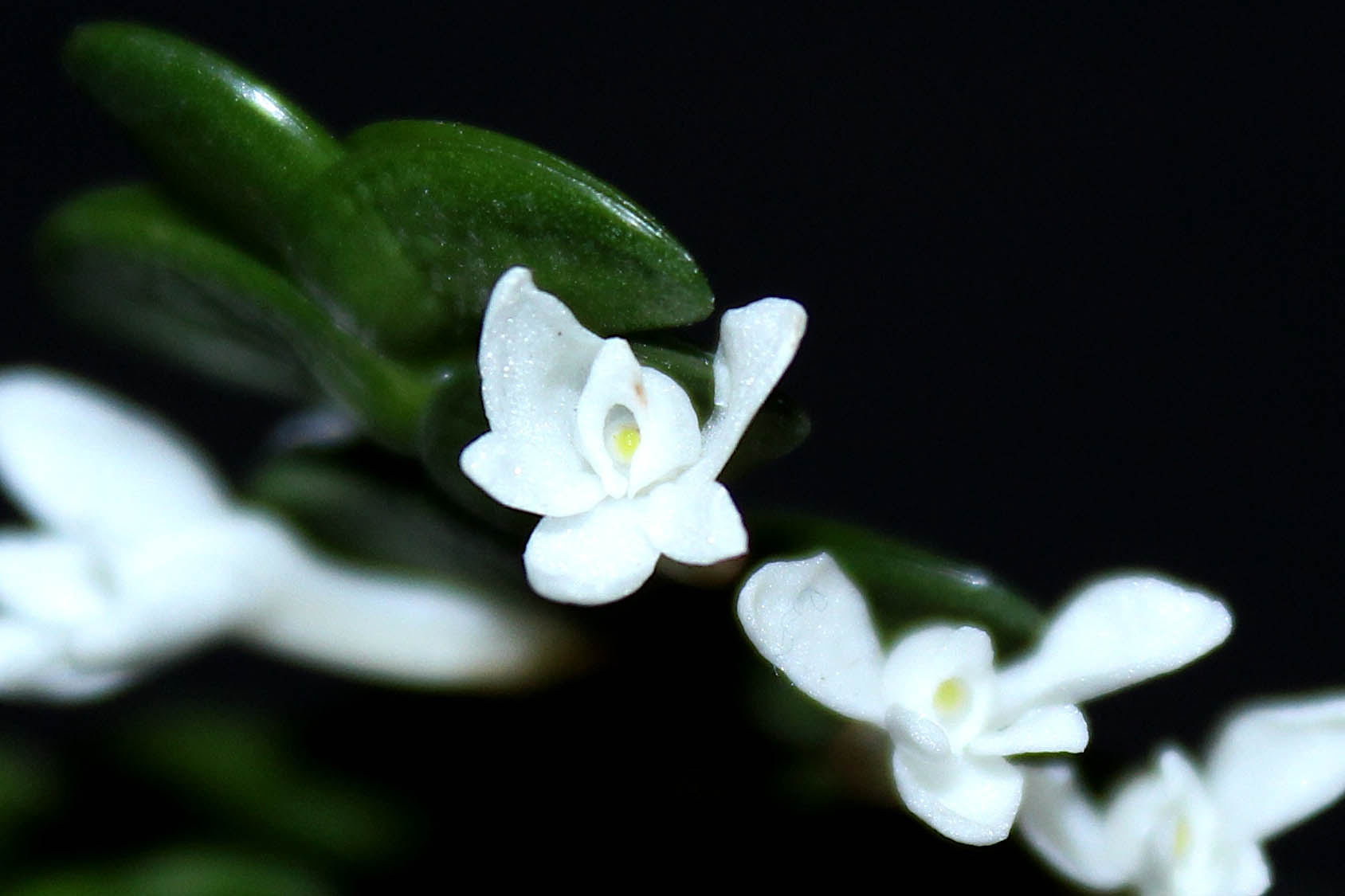 Angraecum distichum