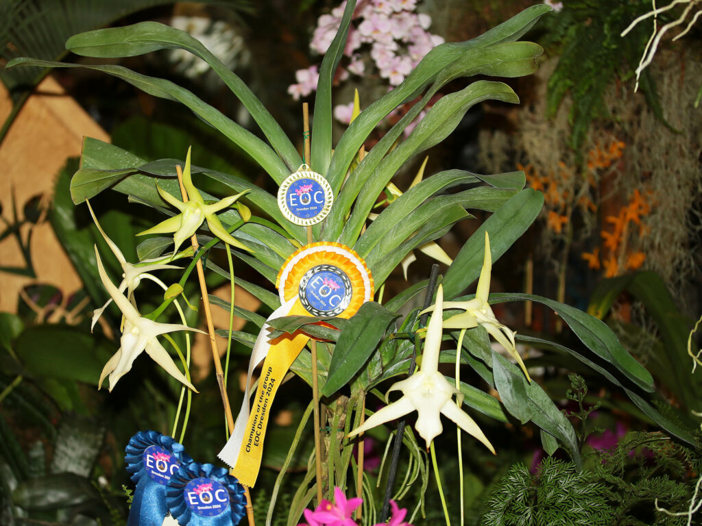 Angraecum sesquipedale 'Alessio'