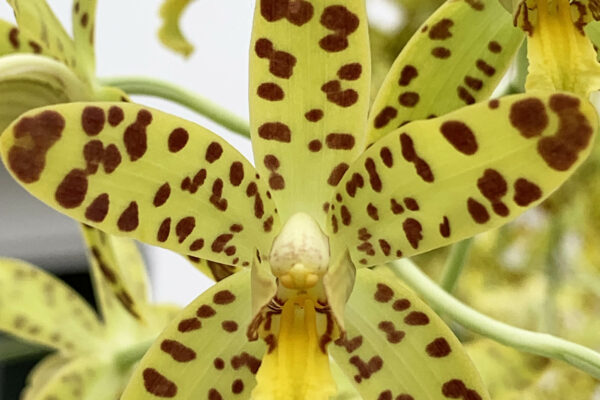 Ansellia africana