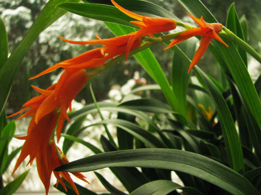 Brassia aurantiaca