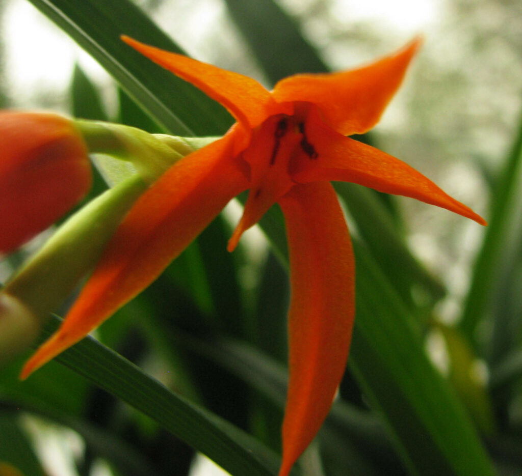 Brassia aurantiaca