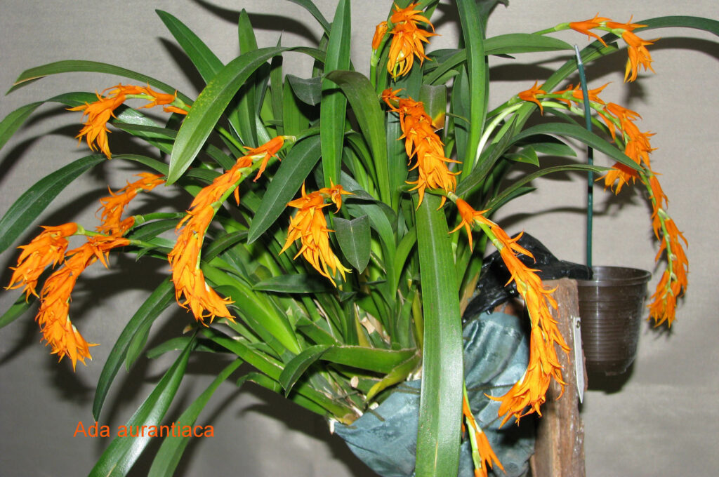 Brassia aurantiaca