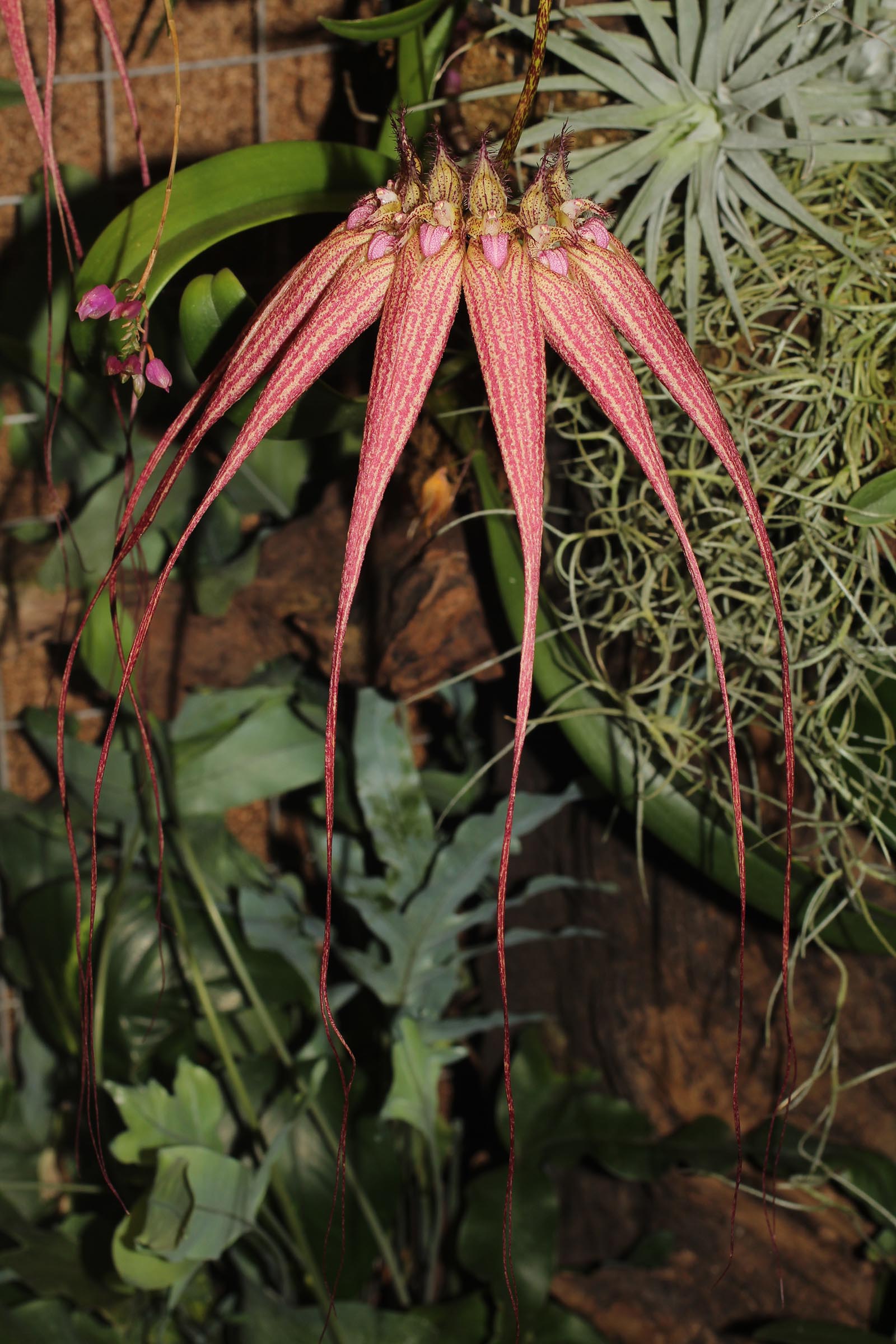 Bulbophyllum Elizabeth Ann