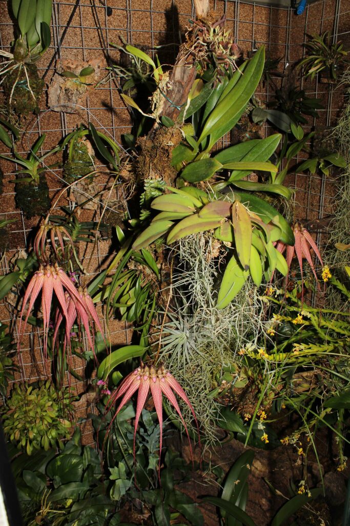 Bulbophyllum Elizabeth Ann