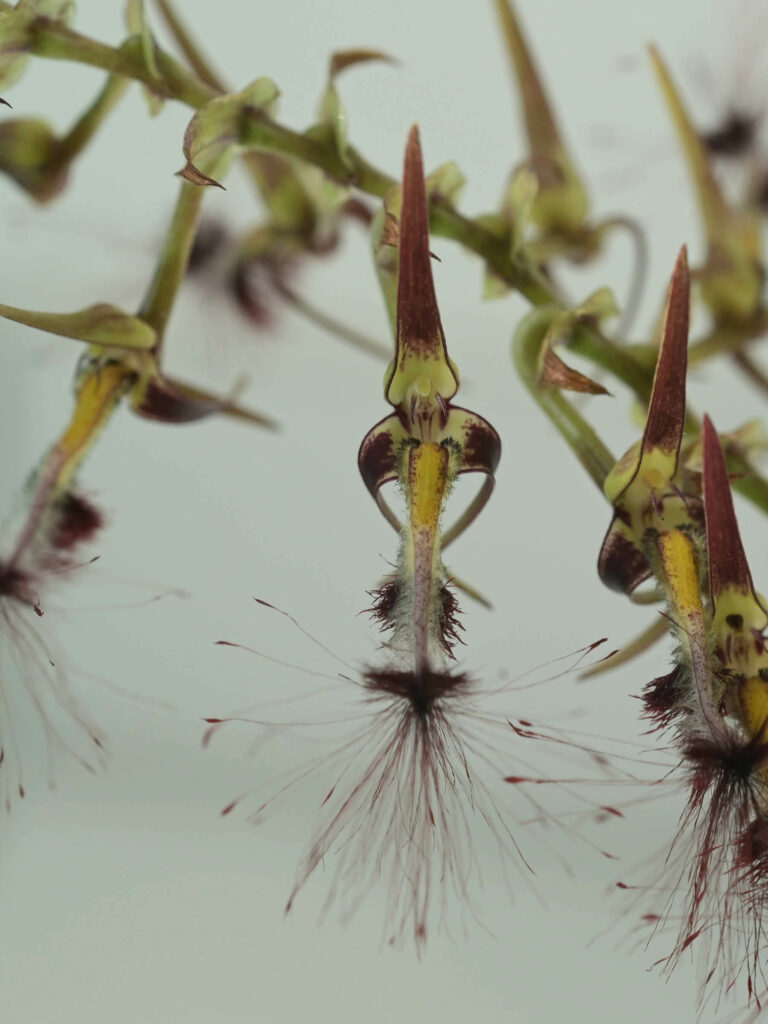 Bulbophyllum barbigerum