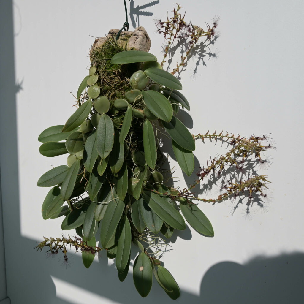 Bulbophyllum barbigerum