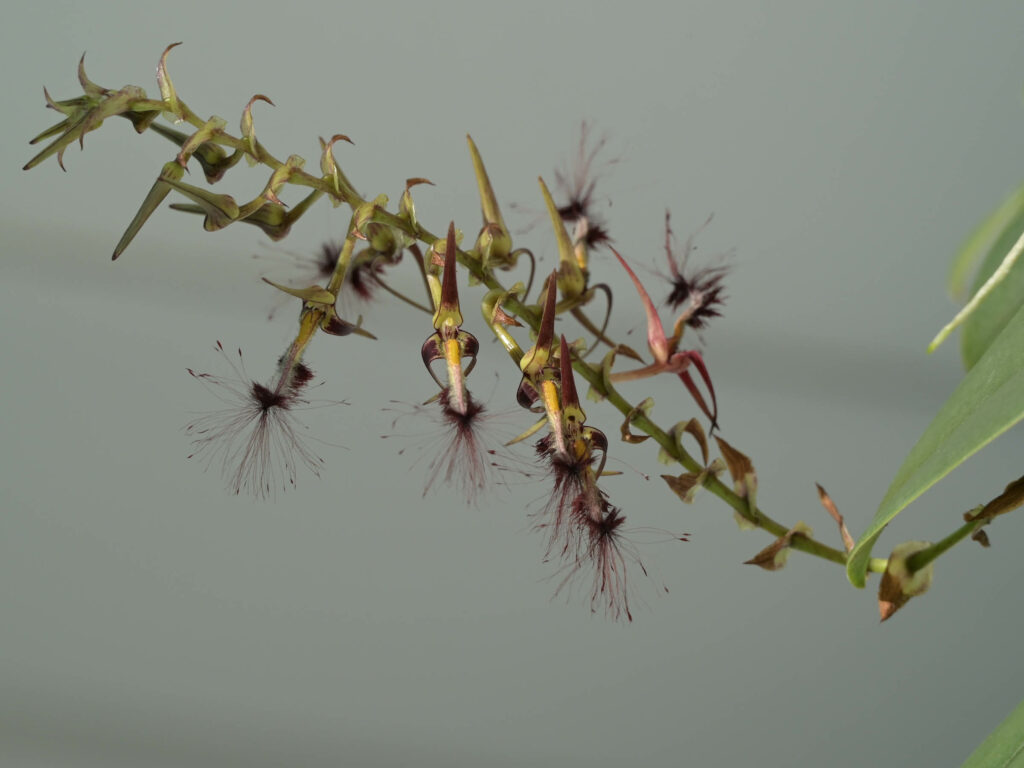 Bulbophyllum barbigerum