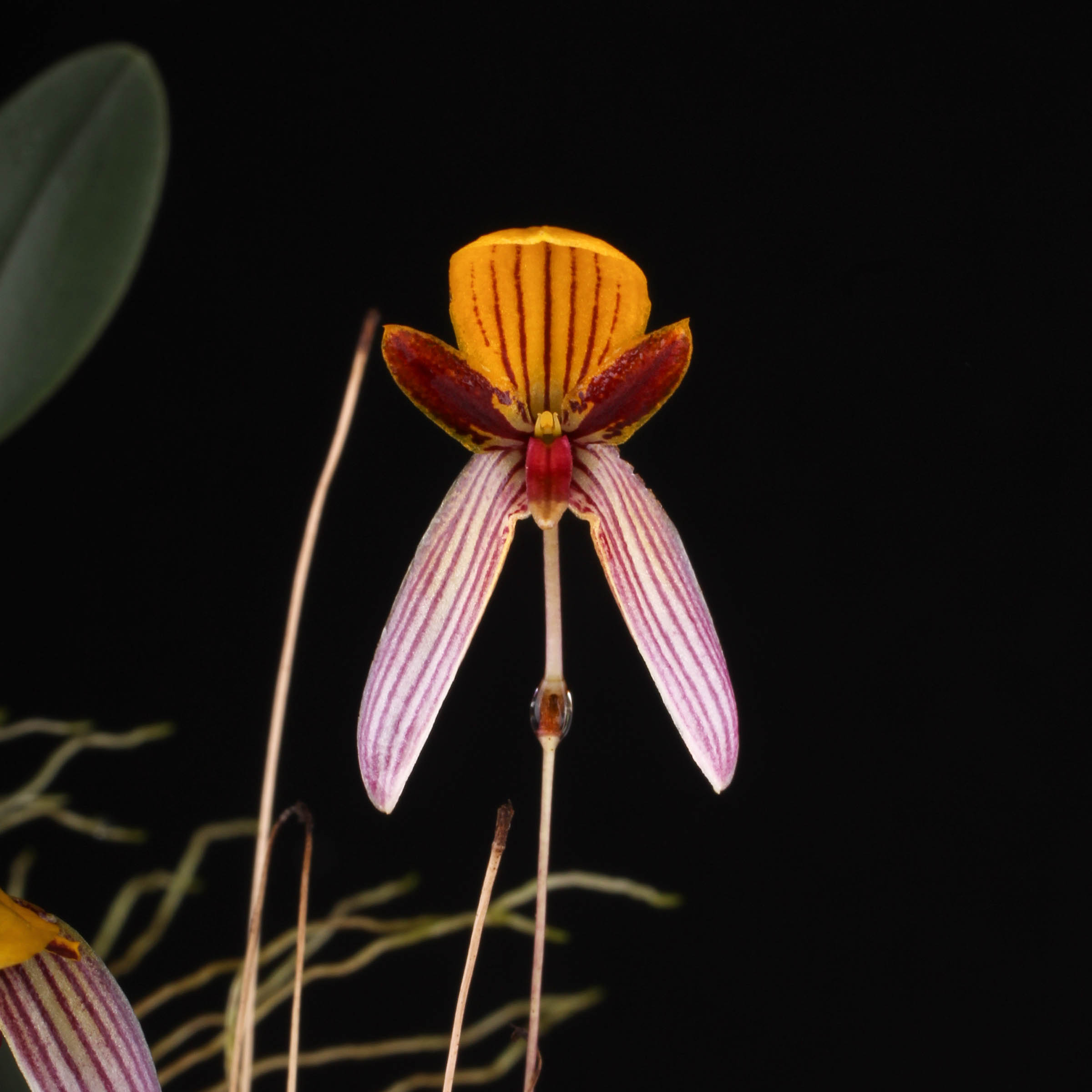 Bulbophyllum bolsteri