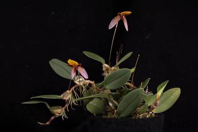 Bulbophyllum bolsteri