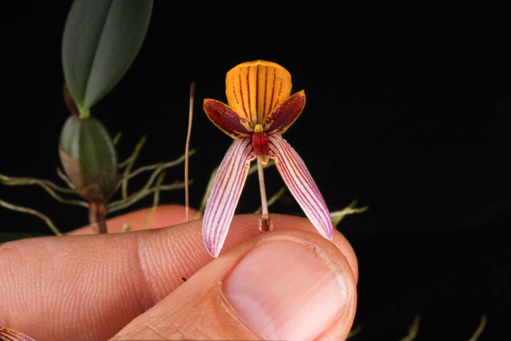 Bulbophyllum bolsteri