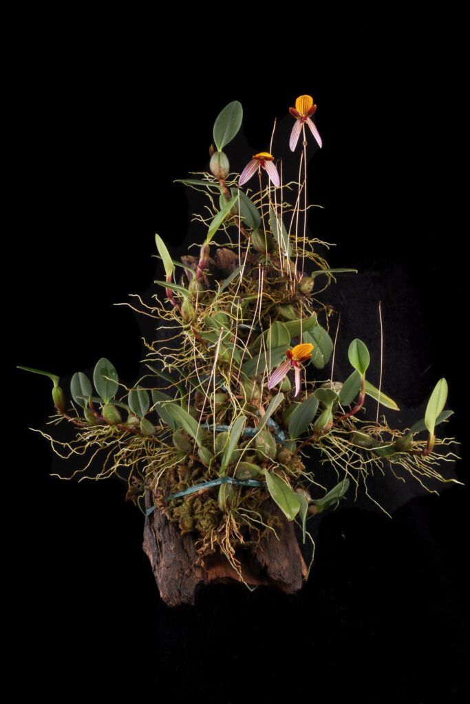 Bulbophyllum bolsteri