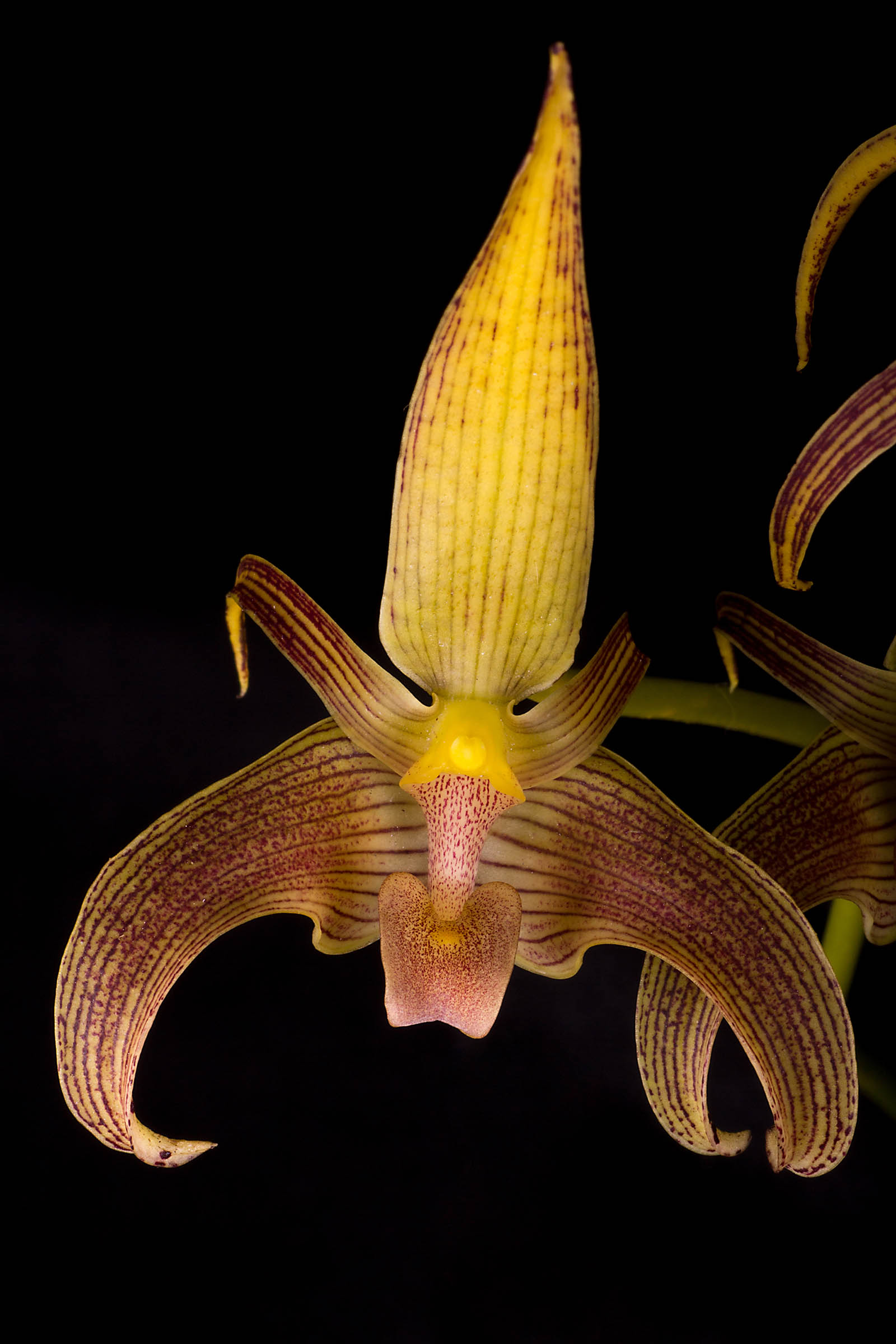 Bulbophyllum lobbii