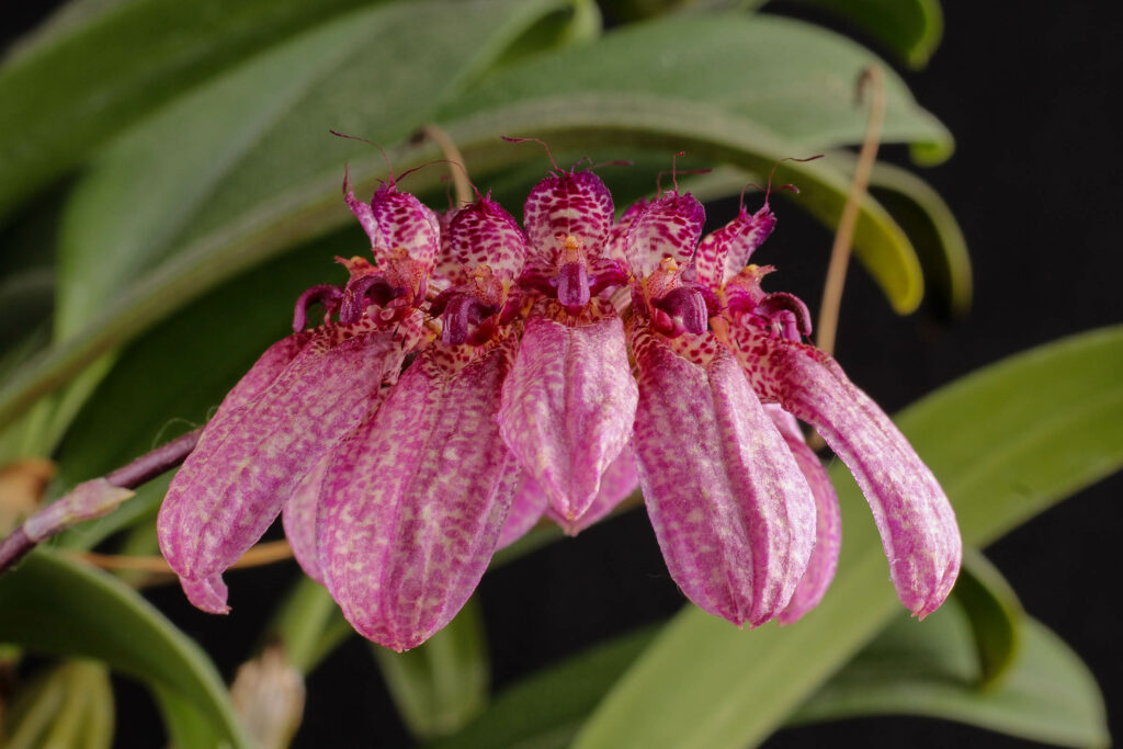 Bulbophyllum longiflorum