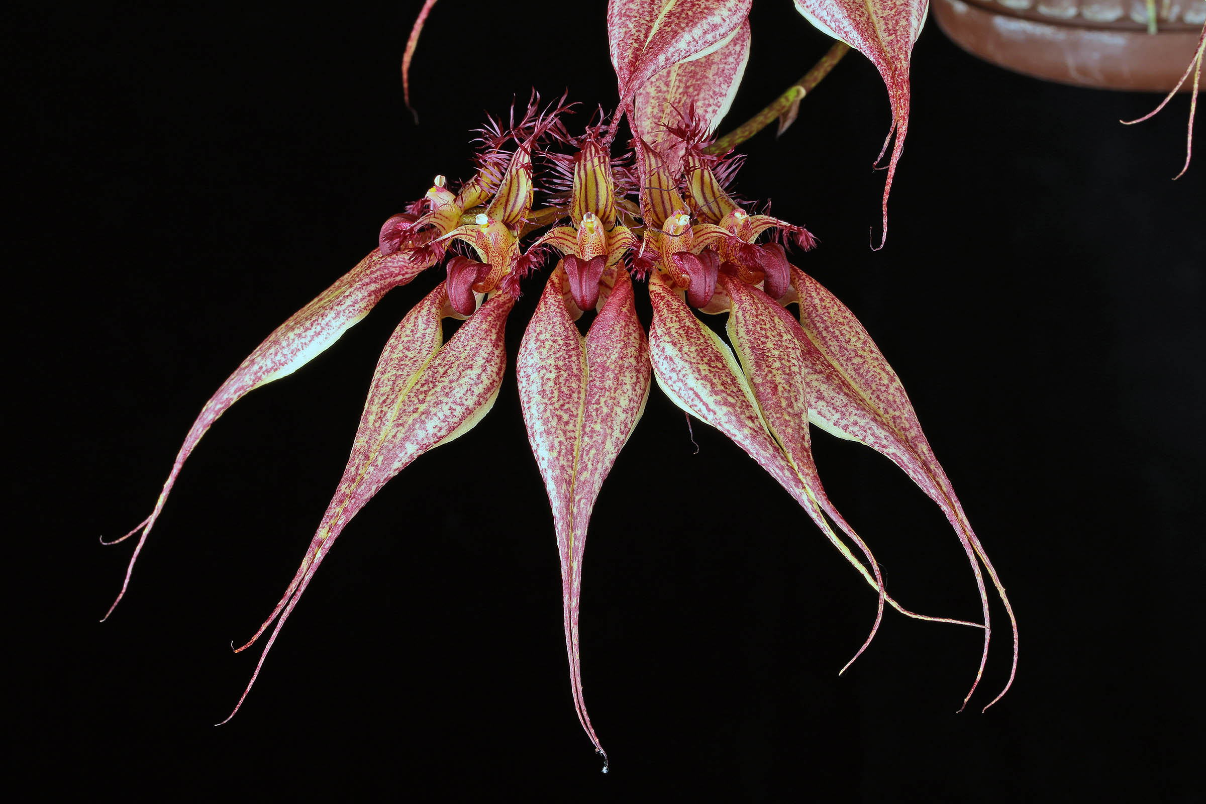 Bulbophyllum rothschildianum