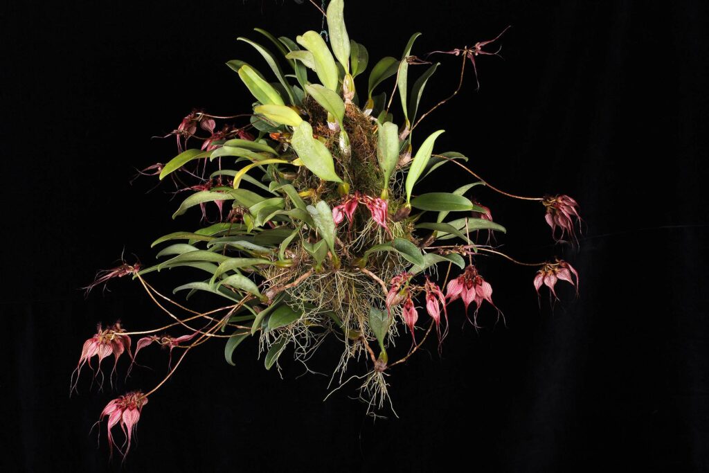 Bulbophyllum rothschildianum