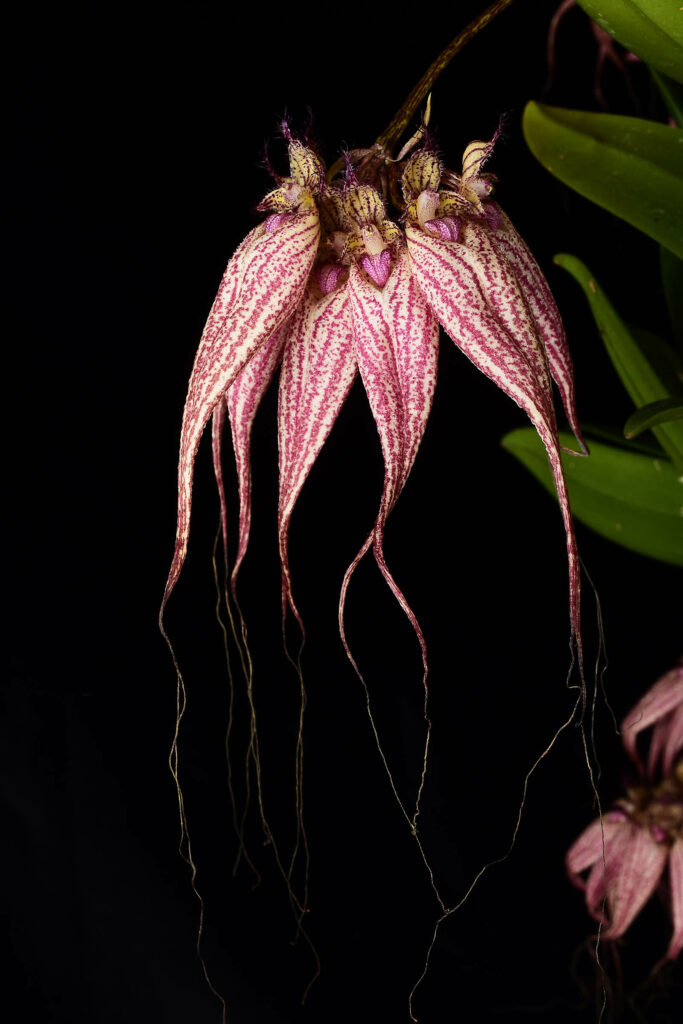 Bulbophyllum rothschildianum