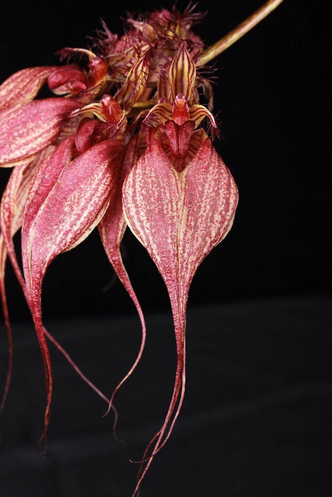 Bulbophyllum rothschildianum