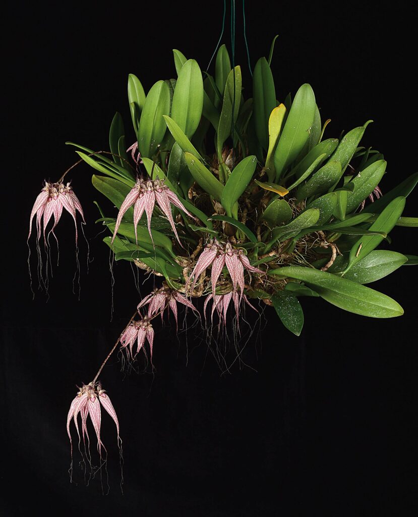 Bulbophyllum rothschildianum