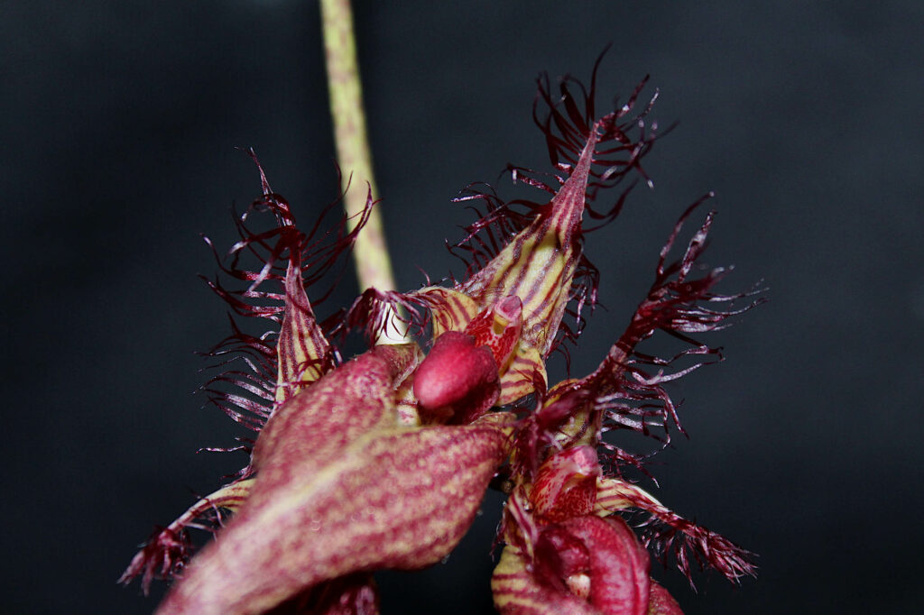 Bulbophyllum rothschildianum