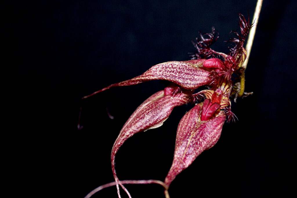 Bulbophyllum rothschildianum