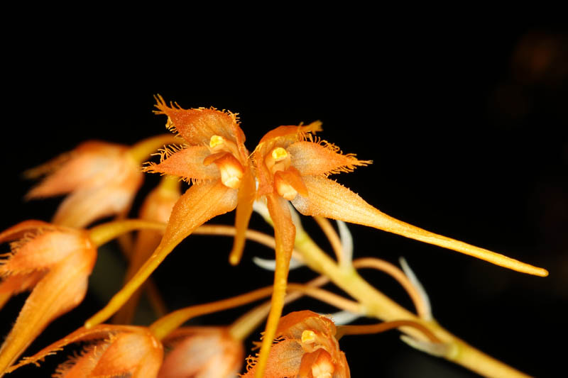 Bulbophyllum taiwanense