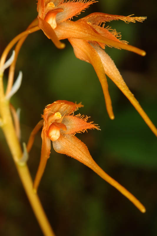 Bulbophyllum taiwanense